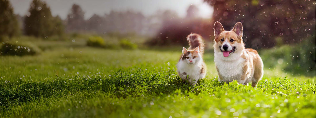 Wat te doen als je hond of kat te zwaar is?