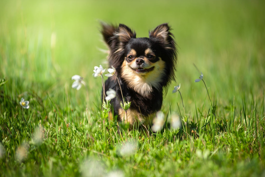 Voedingsbehoeften:  Chihuahua