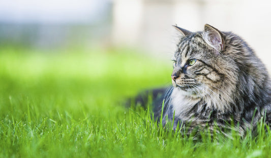 Nat, droog of een combinatie voor je kat?