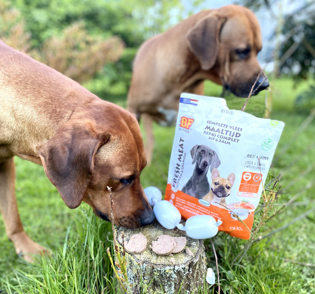 Darmproblemen bij je hond: symptomen, oorzaken en advies