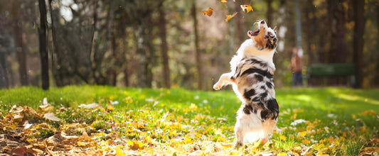 Overschakelen van hondenbrokken