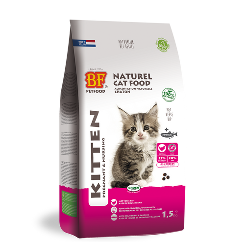 Kitten - Pregnant/Nursing